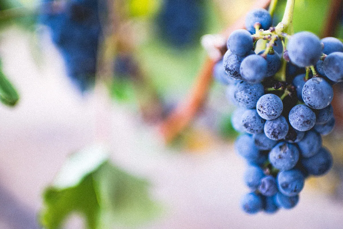 Гроздь синего винограда